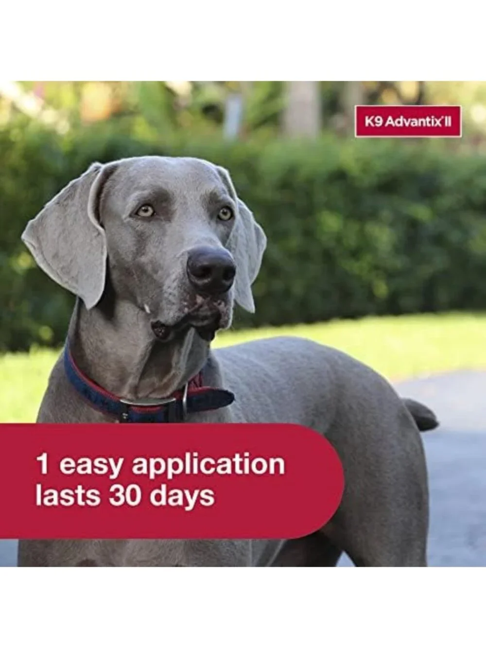 Vet-Recommended Flea, Tick & Mosquito Treatment for Large Dogs 55+ lbs | 6-Mo